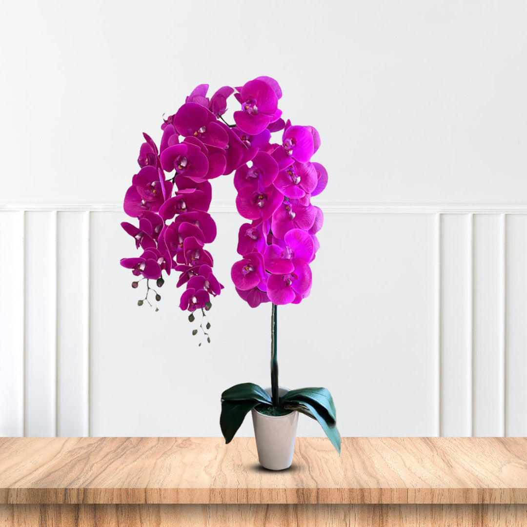 Gorgeous Fucshia Orchid with 22 Flowers in Ceramic Pot