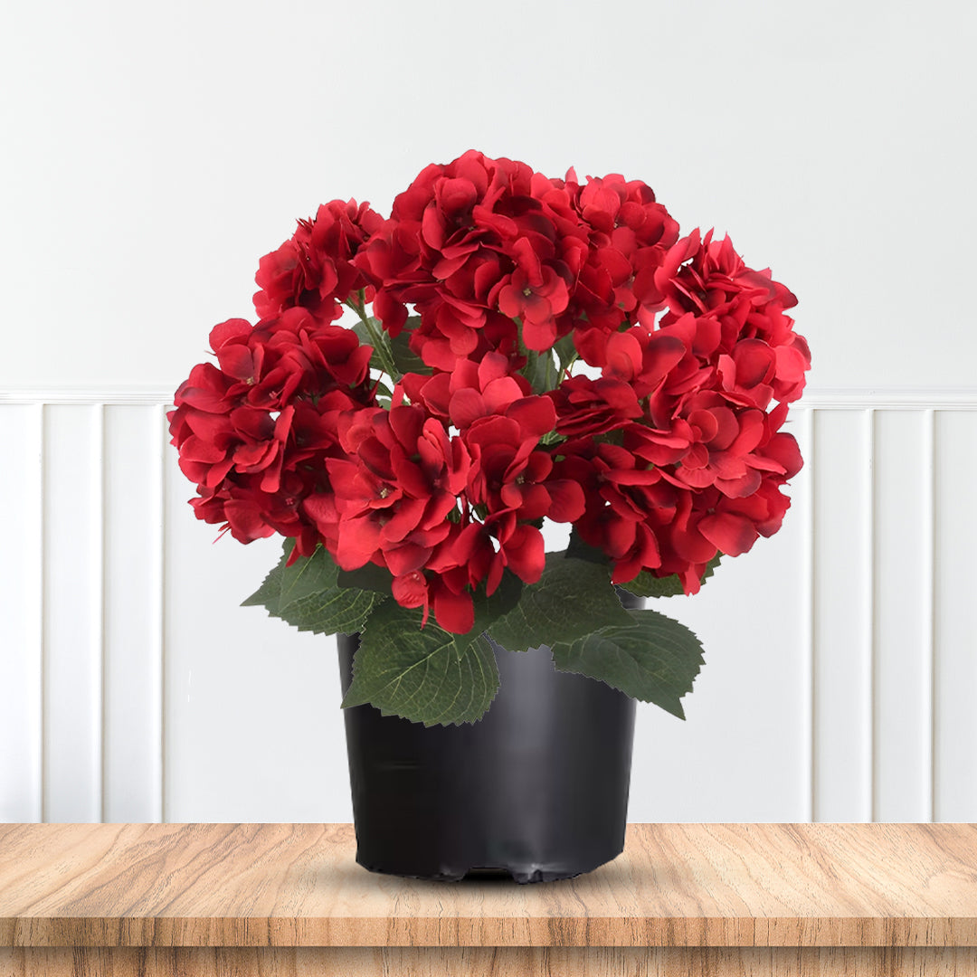 Garden border highlighted by Beautiful Red Hydrangea Shrub Plant