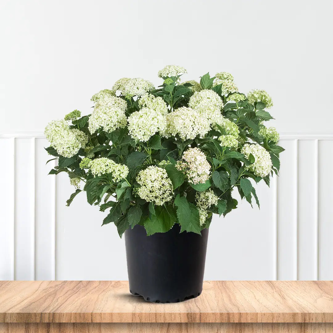 Invincibelle Limetta Hydrangea