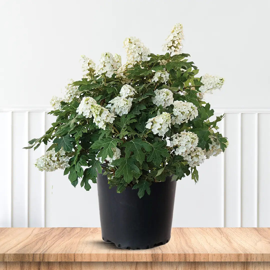 Snow Queen Oakleaf Hydrangea