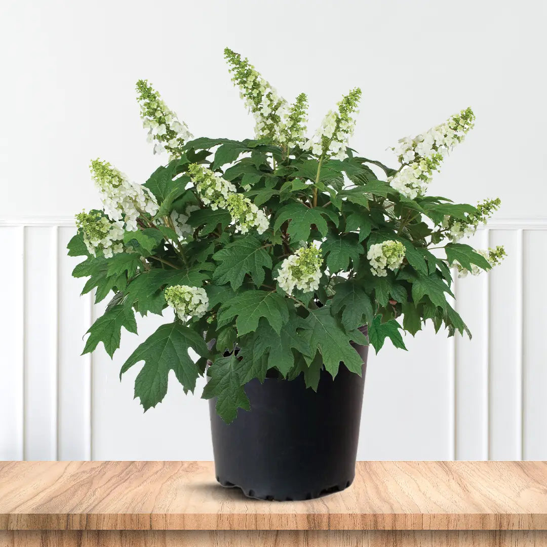 Ruby Slippers Oakleaf Hydrangea