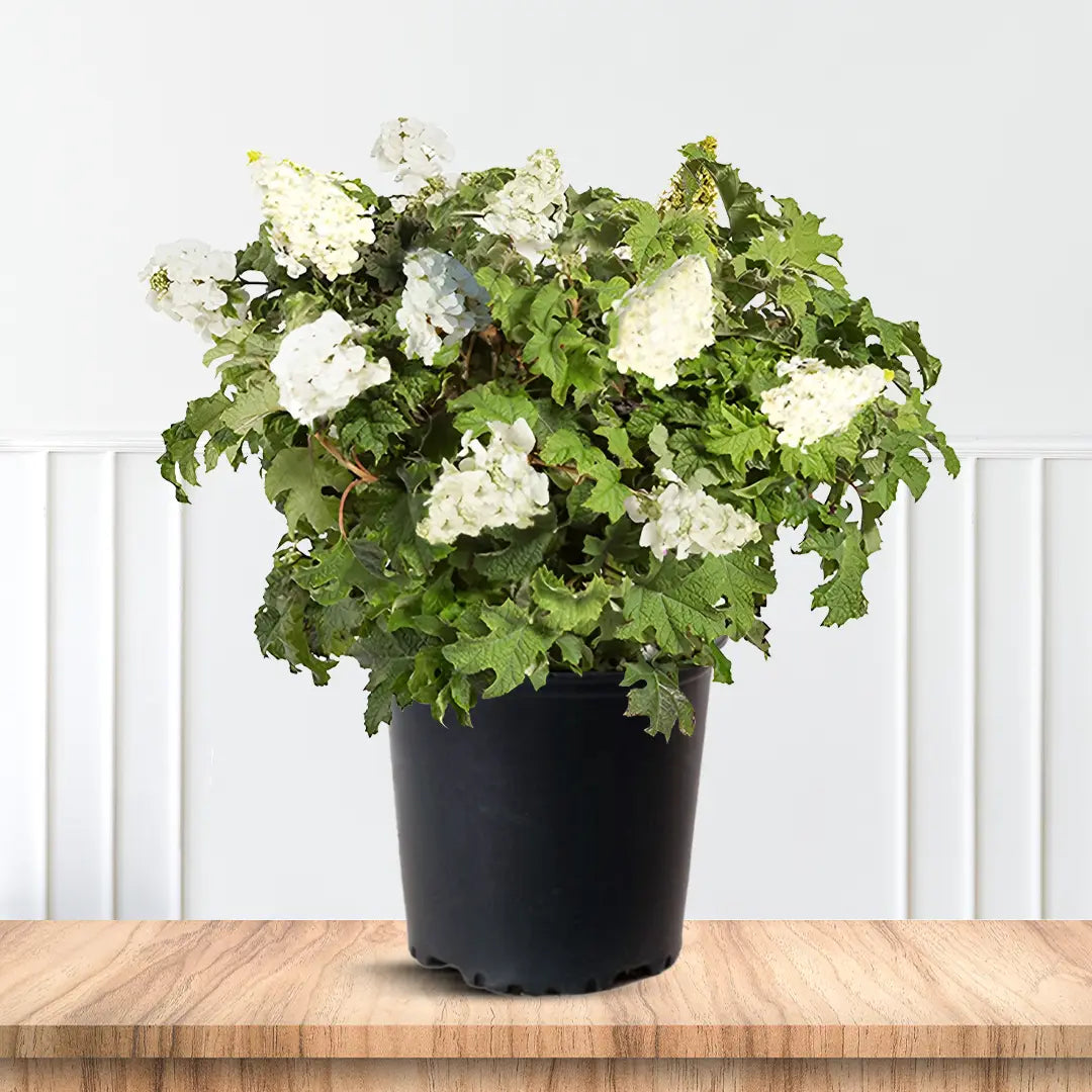 Ellen Huff Oakleaf Hydrangea