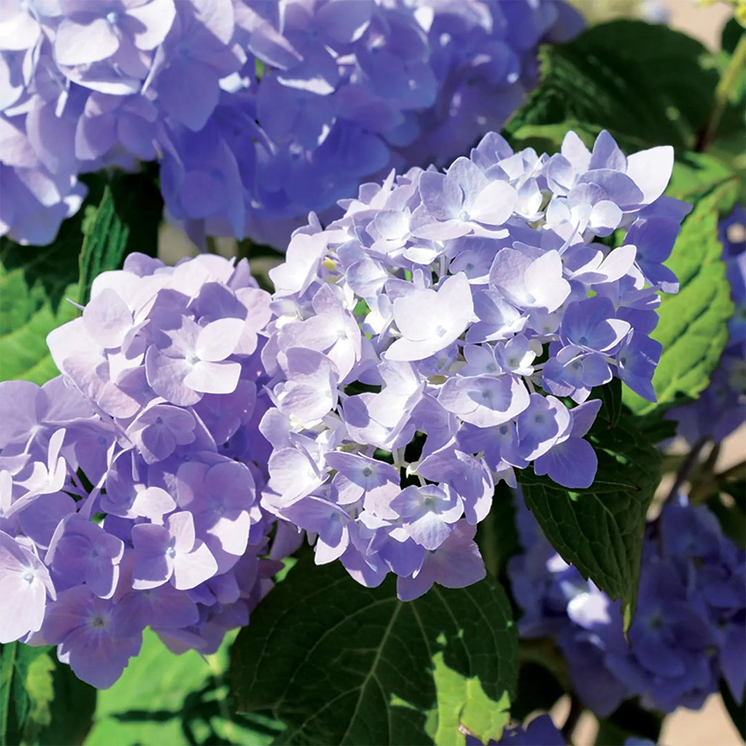Rock-N-Roll Hydrangea