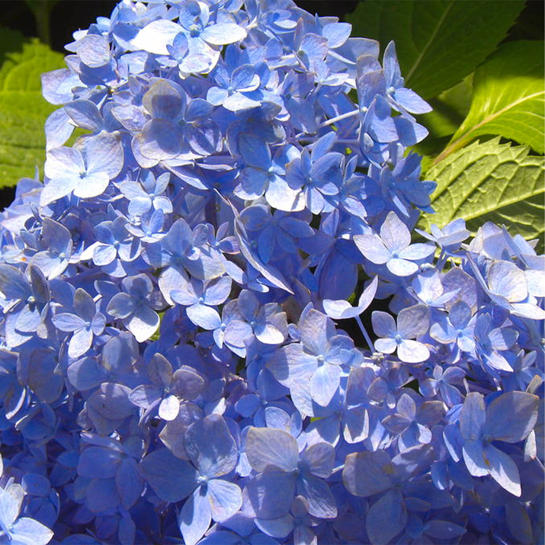 All Summer Beauty Hydrangea