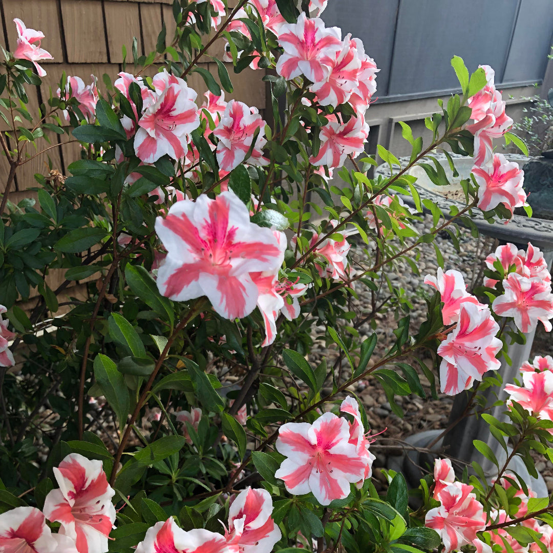 Autumn Starburts Encore Azalea