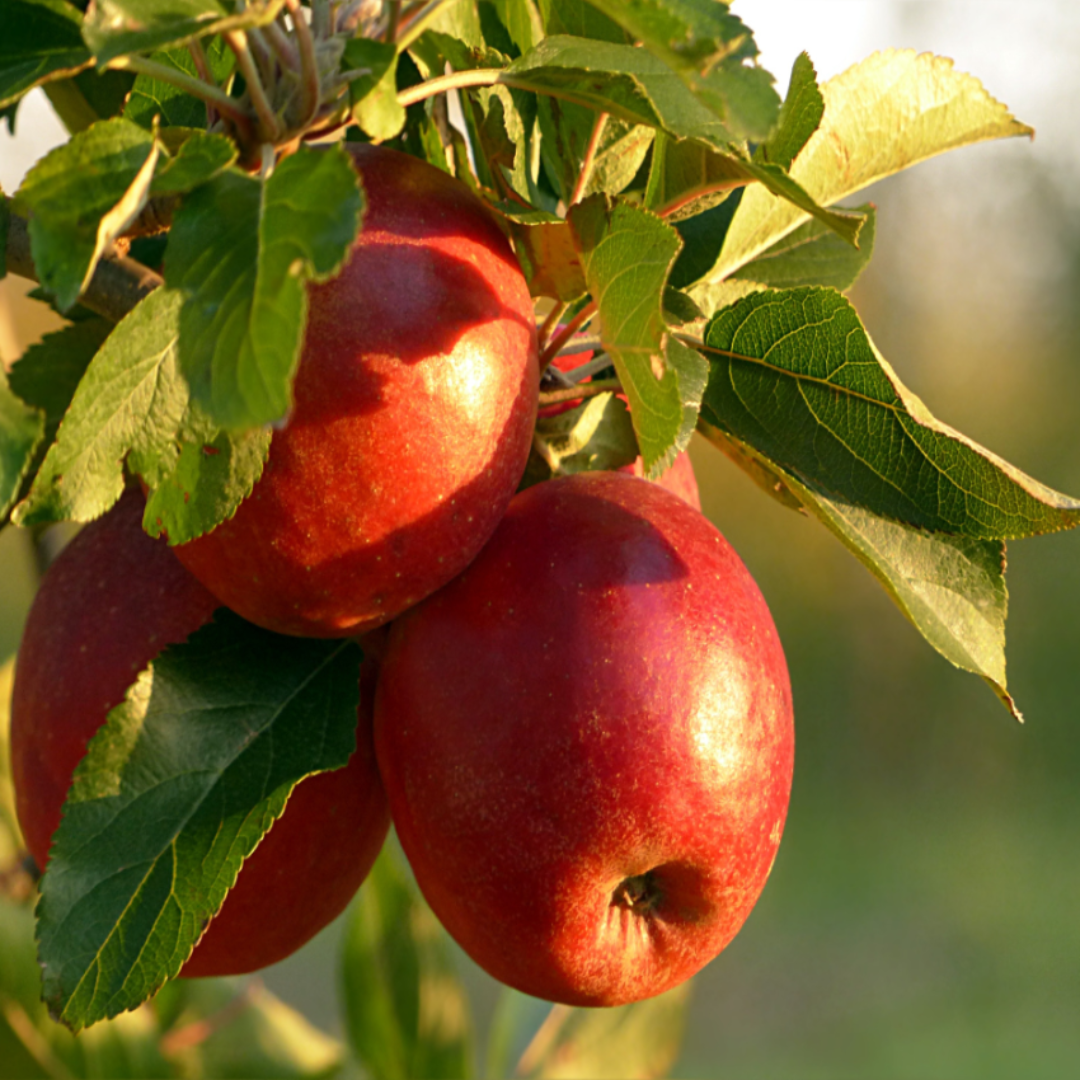 Red Rome Beauty Apple Tree