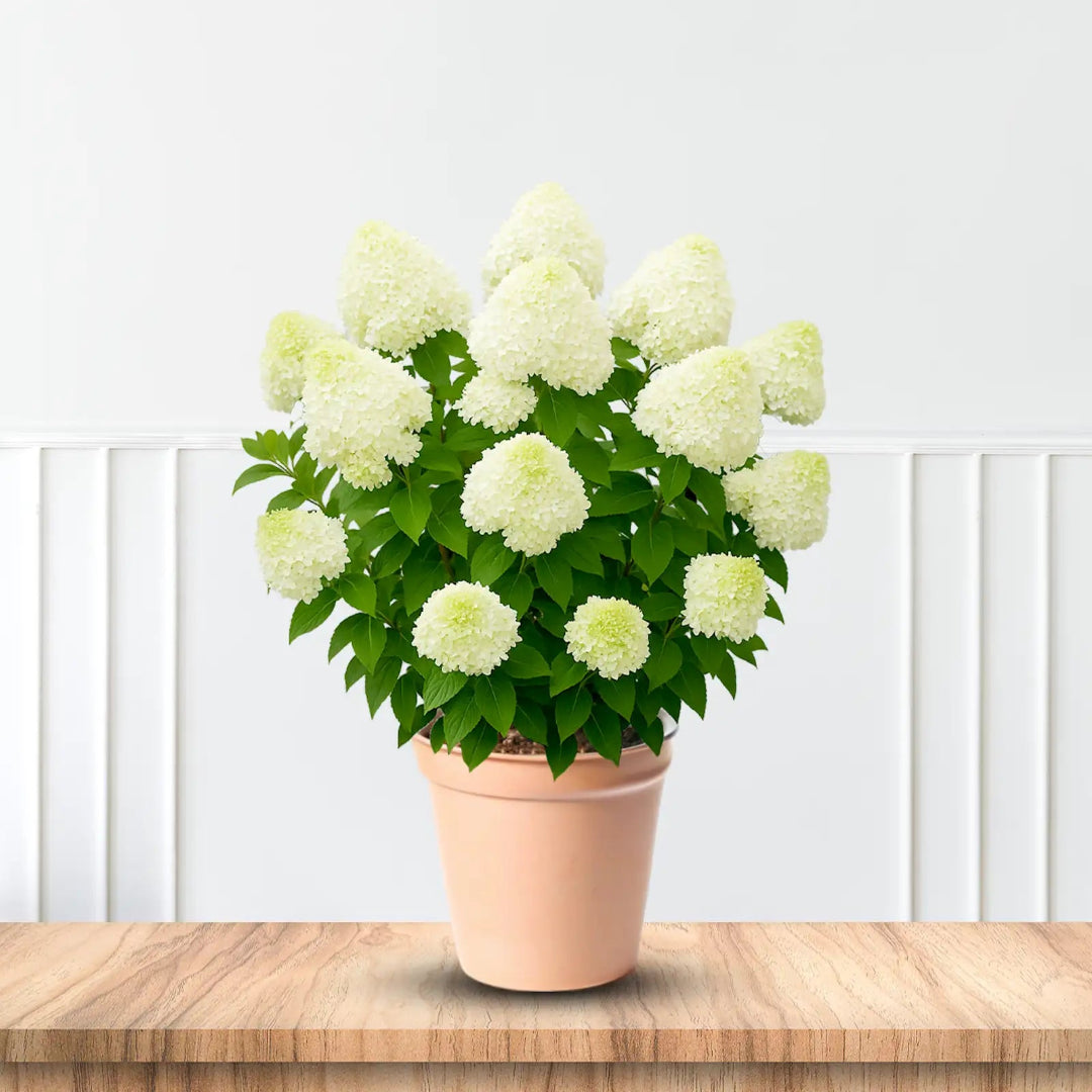 Silver Dollar Hydrangea