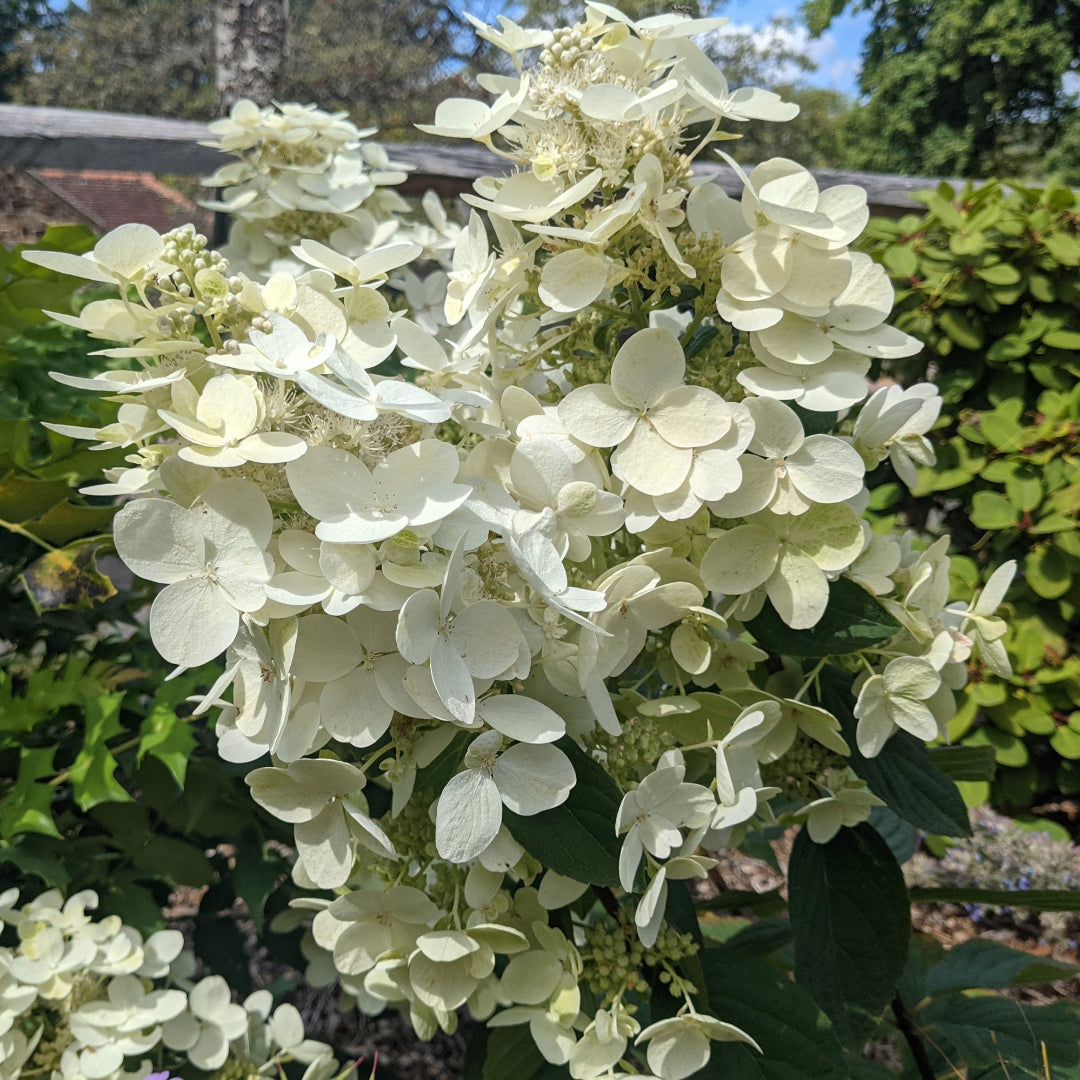 Pink Diamond Hydrangea, White Flowers