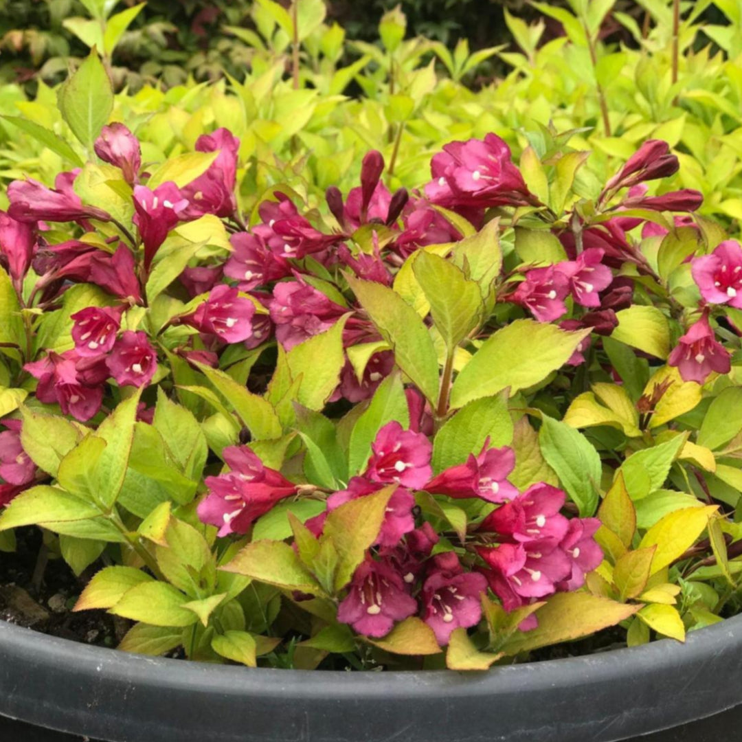 Golden Weigela