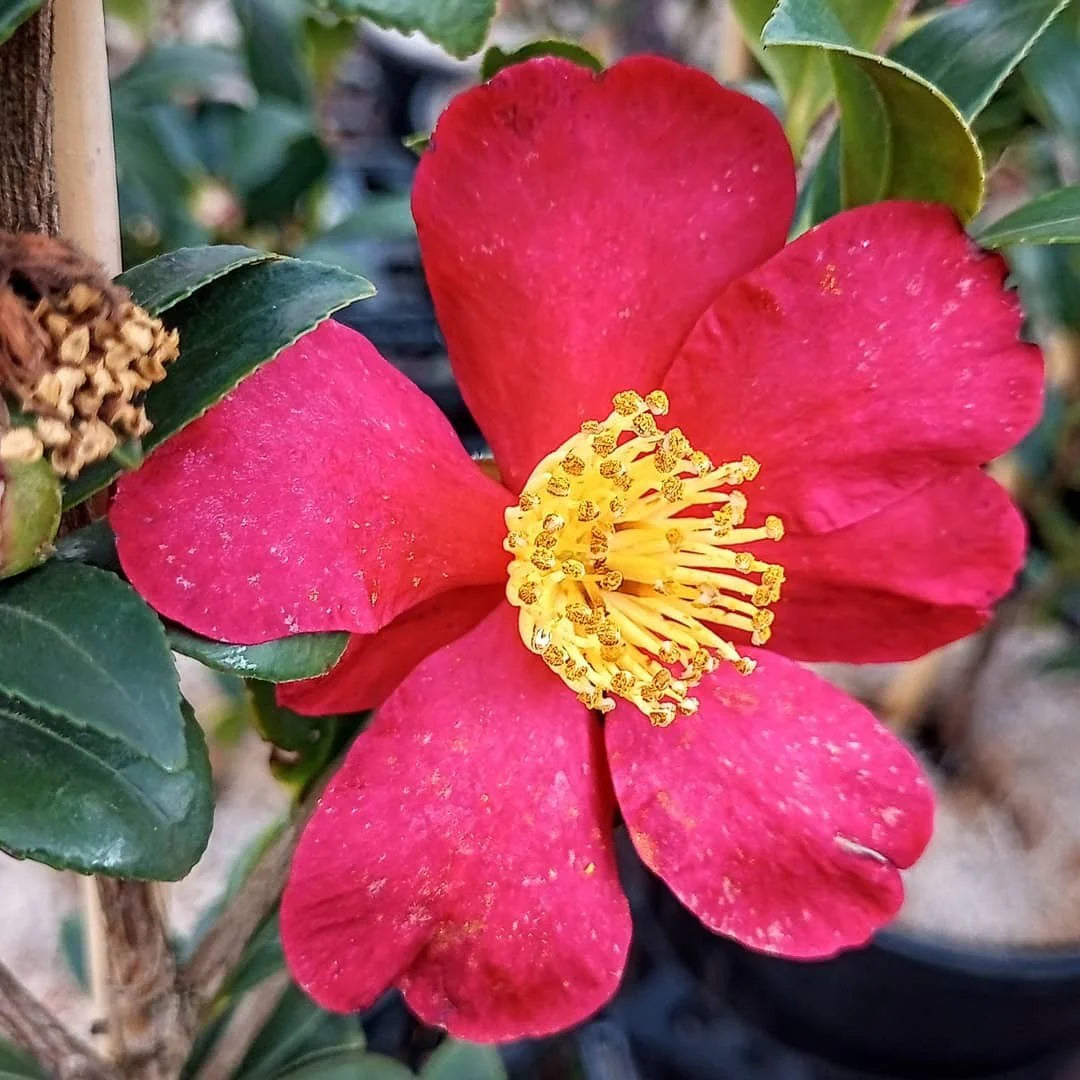 Camellia Yuletide-Brilliant Red Blooms with Yellow Center