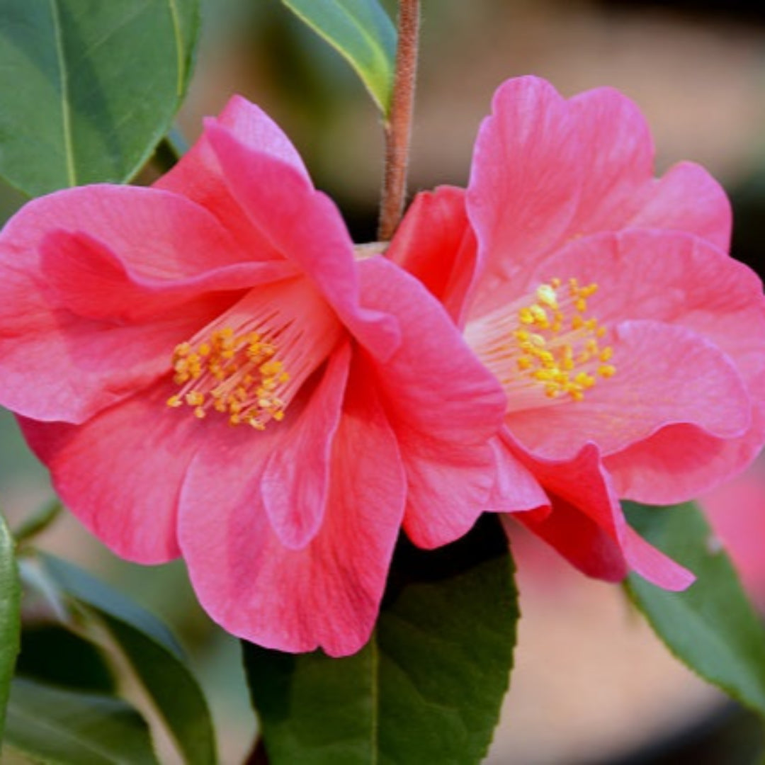 Camellia Crimson Candles
