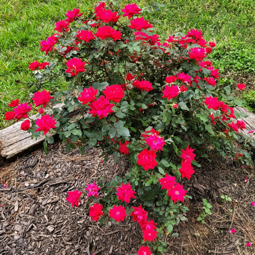 Red Knock Out Rose Plant with Glossy Green Leaves