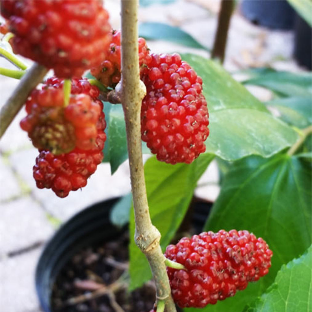 Issai Morus Alba Dwarf Mulberry