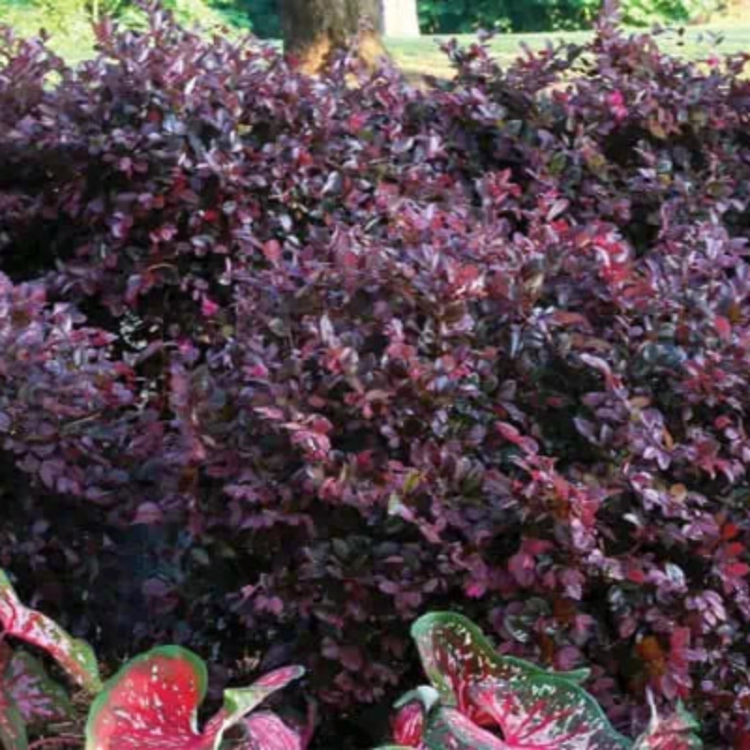 Purple Diamond Loropetalum landscape bush