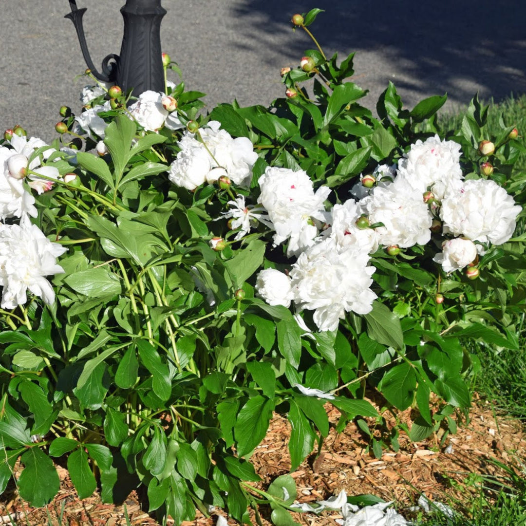 Festiva Maxima peony