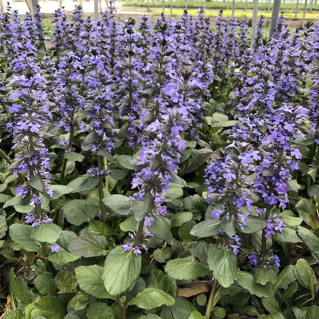 Ajuga Reptans &