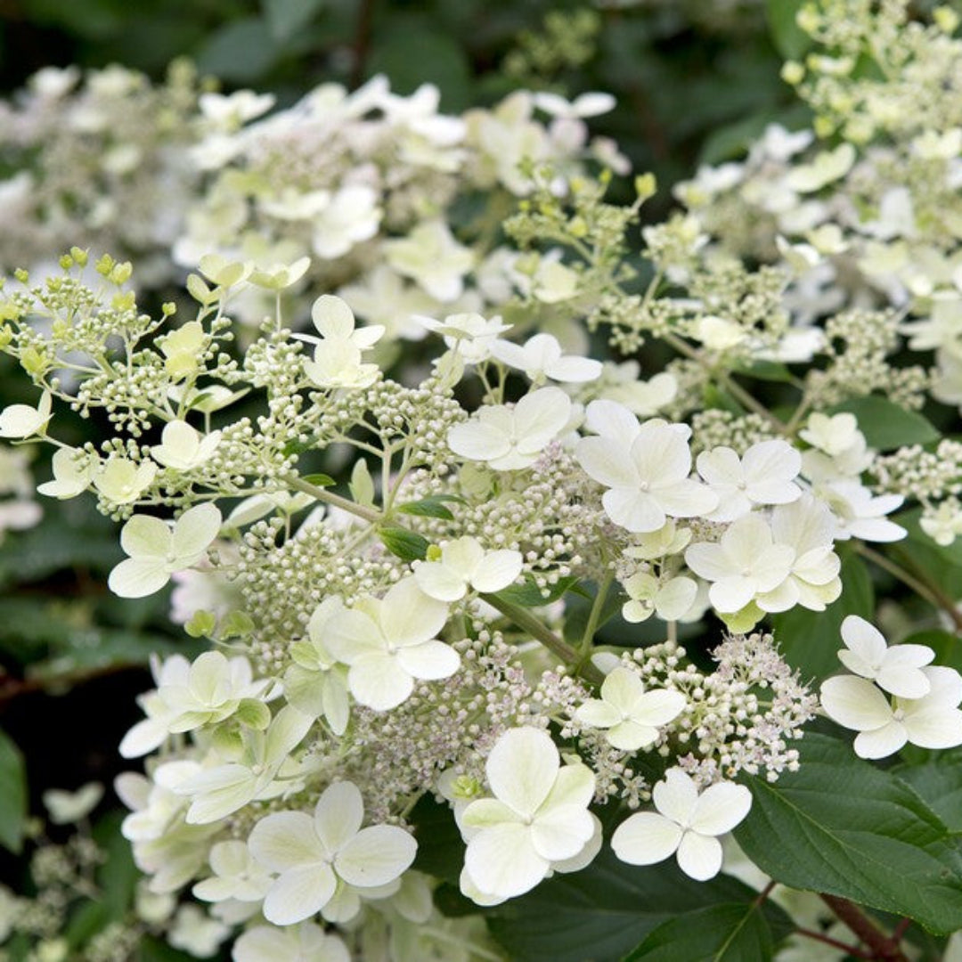 Unique Panicle Hydrangea