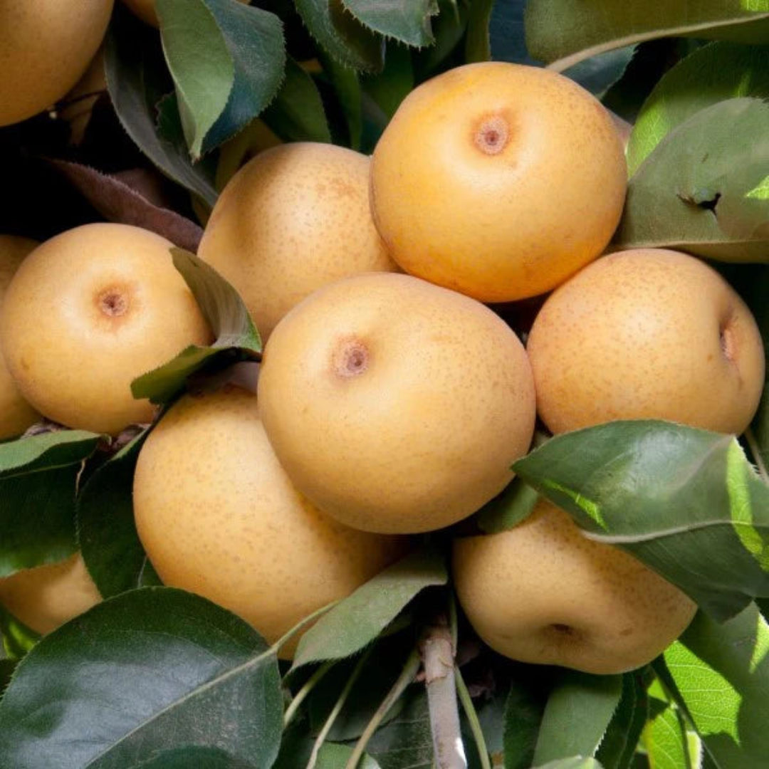 20th Century Asian Pear Tree