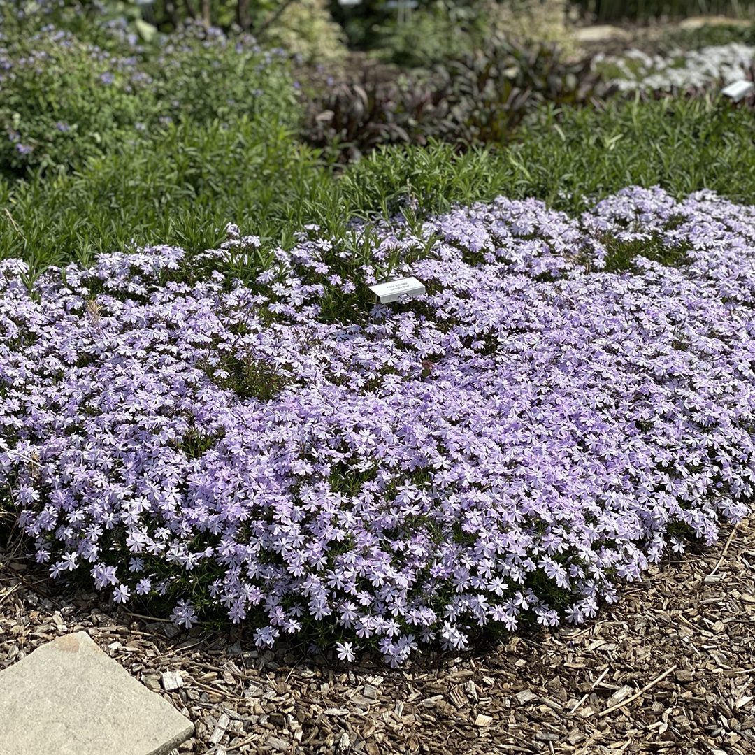 Dense mat of Phlox subulata &