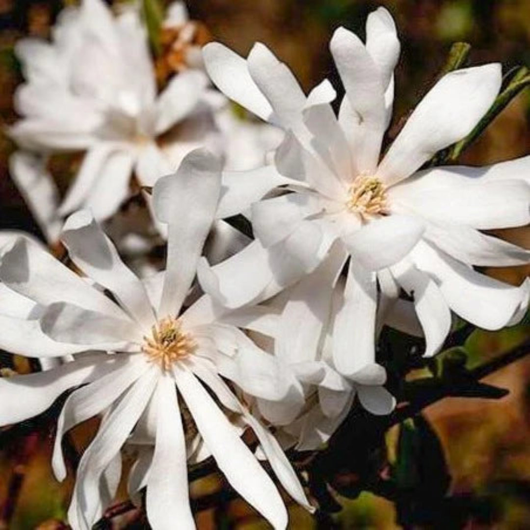 Royal Star Magnolia, Elegance and Beauty,