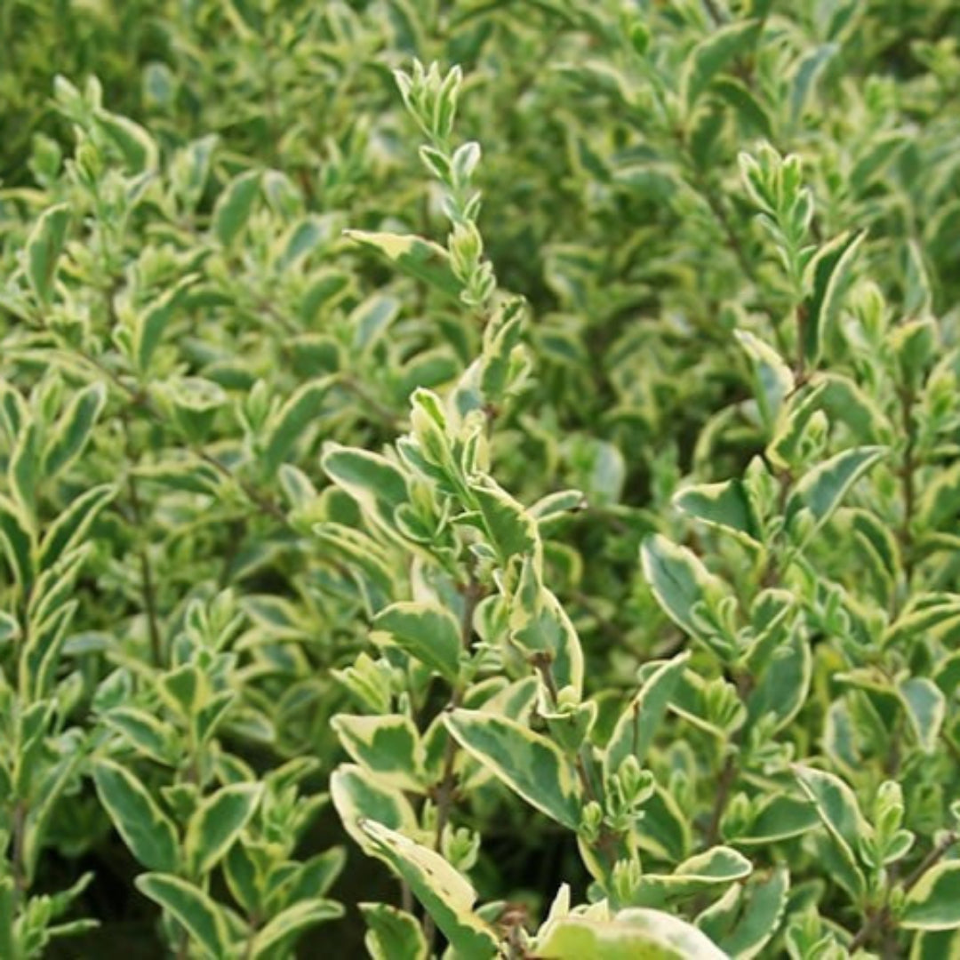 Variegated Privet