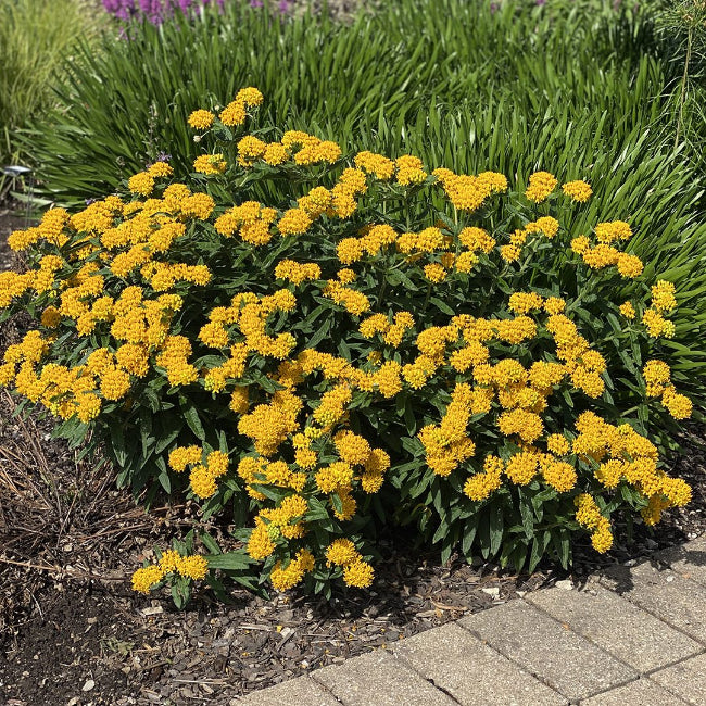 Asclepias tuberosa &