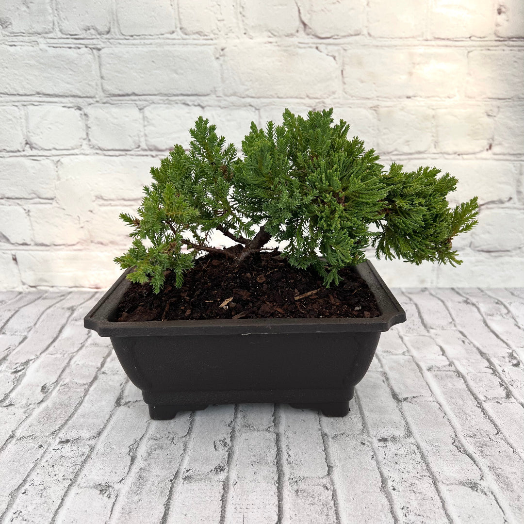Juniper Bonsai (Live) - Very Cold Hardy, Live & Exotic