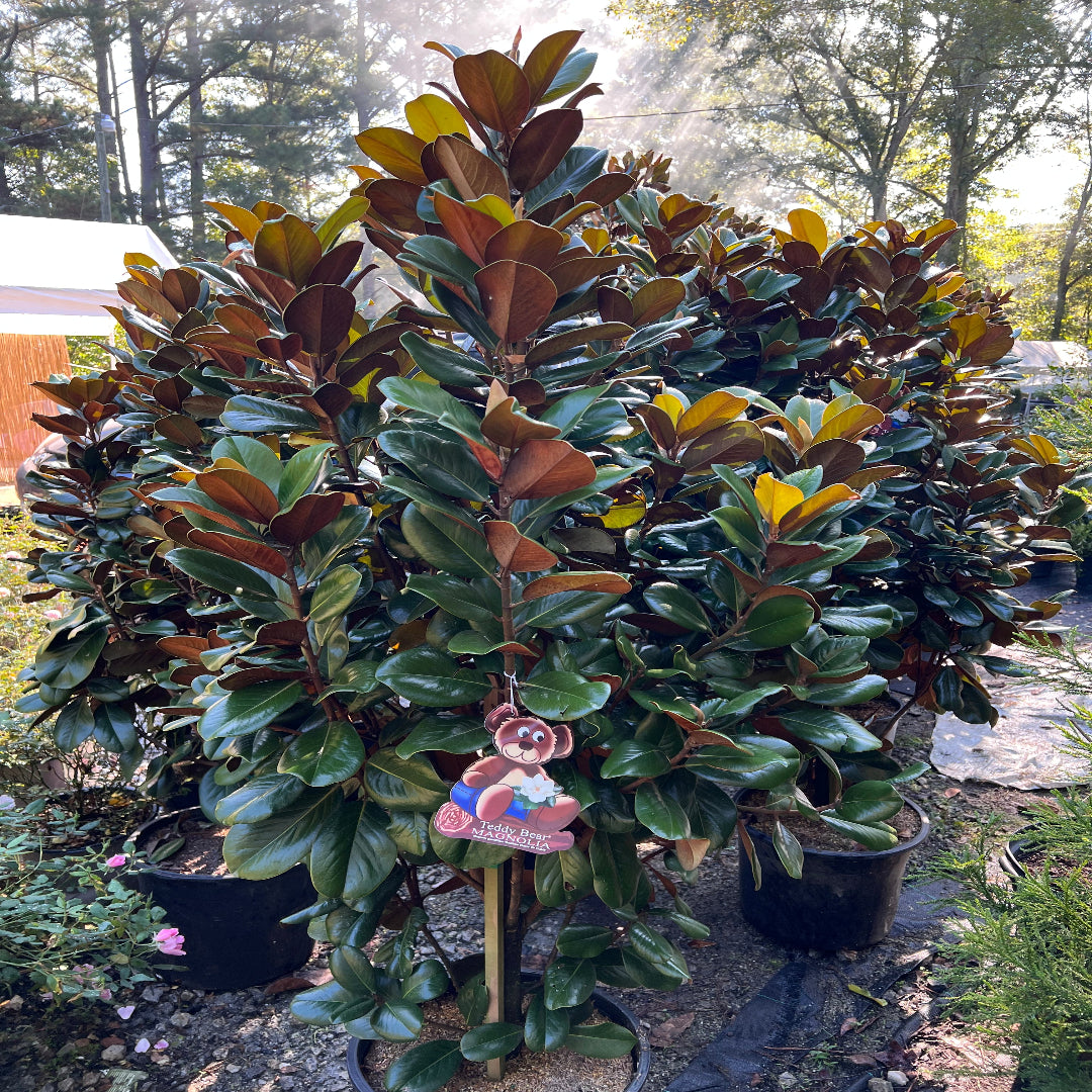 Teddy Bear Southern Magnolia Tree with White Flowers