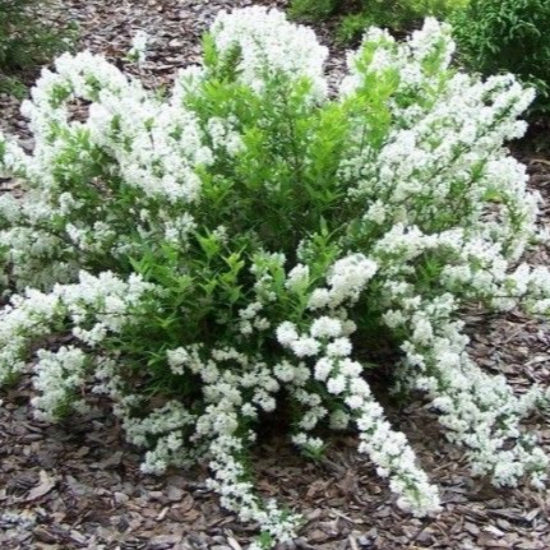 Deutzia Gracilis Slender