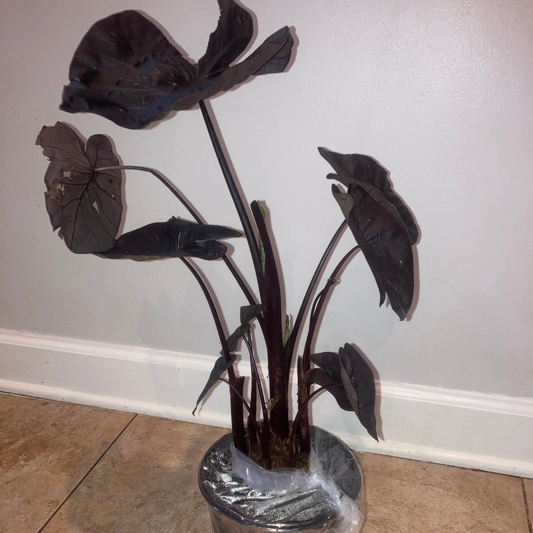 Royal Hawaiian Black Coral Elephant Ear