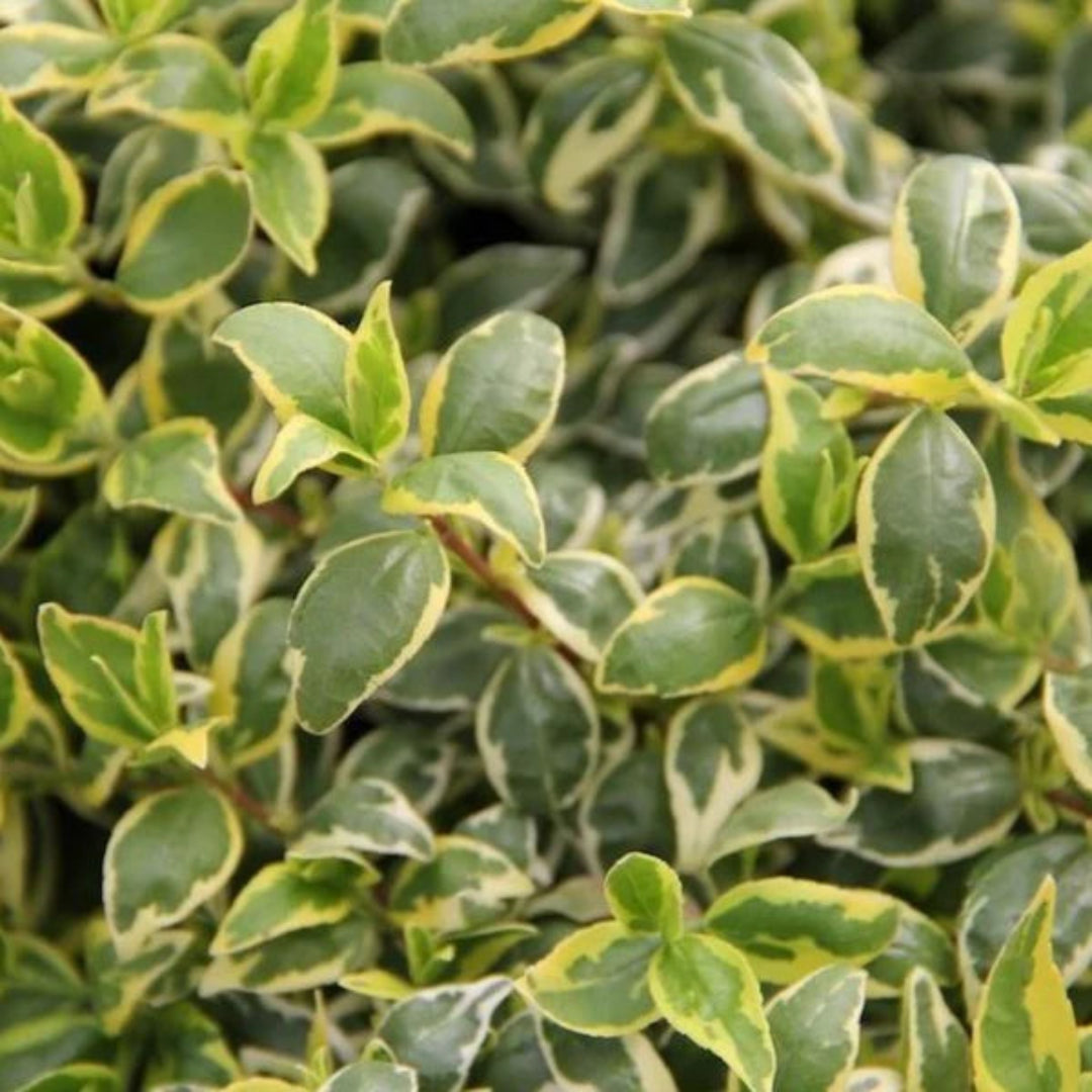 Lemon Lime Radiance Abelia