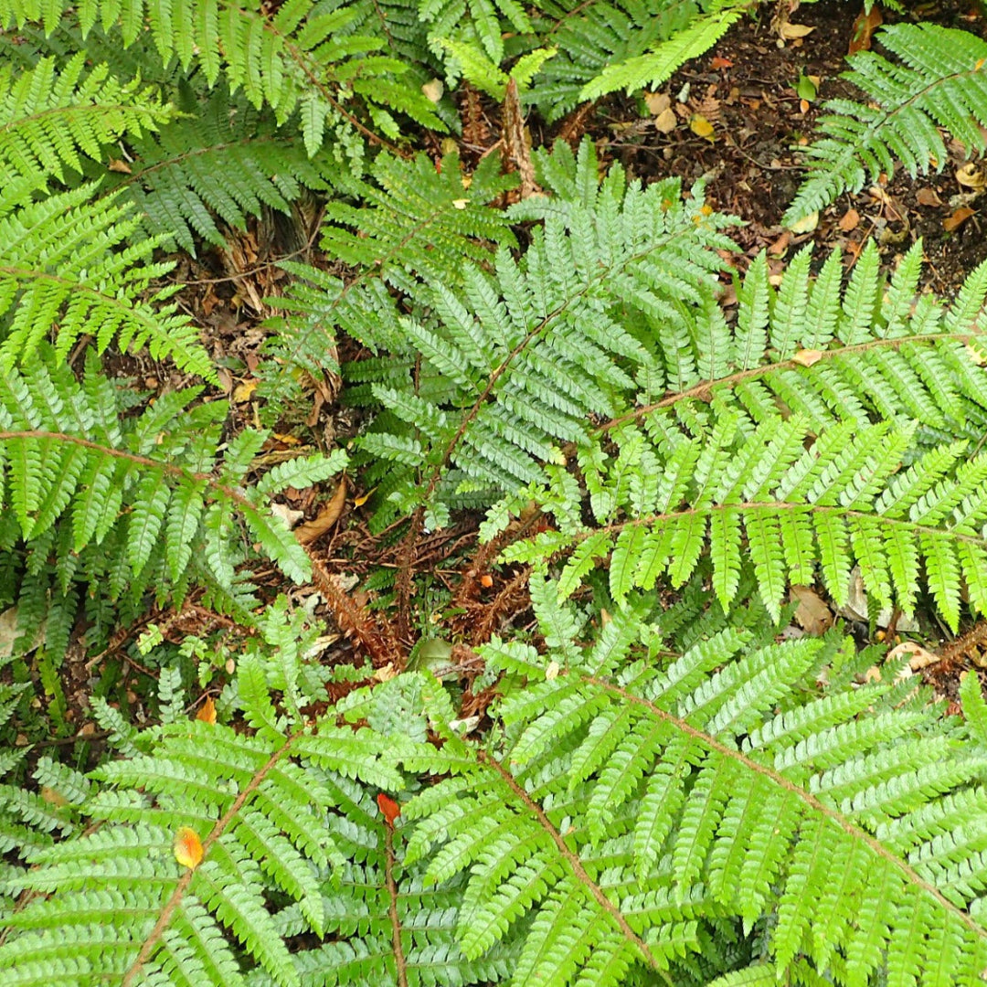 Japanese Tassel Fern