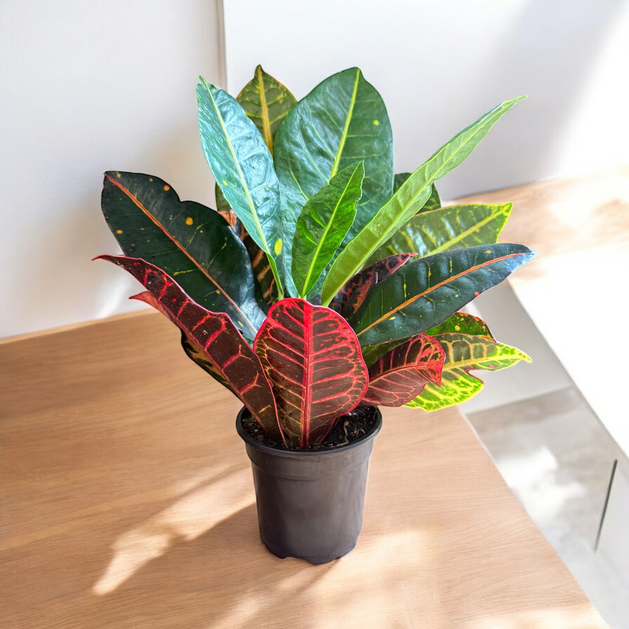 Petra Croton (Live Indoor Plant)