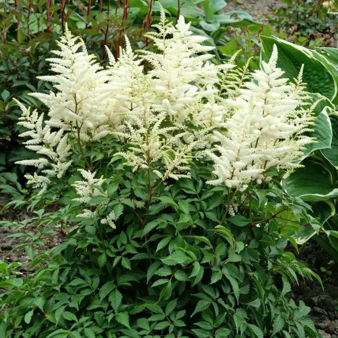 Astilbe X Arendsii Gladstone, False Spirea