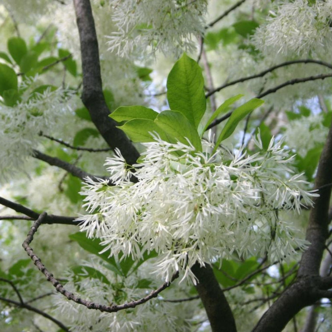 White Fringe Tree