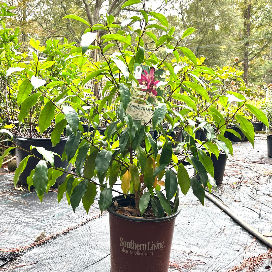 Stellar Ruby Magnolia