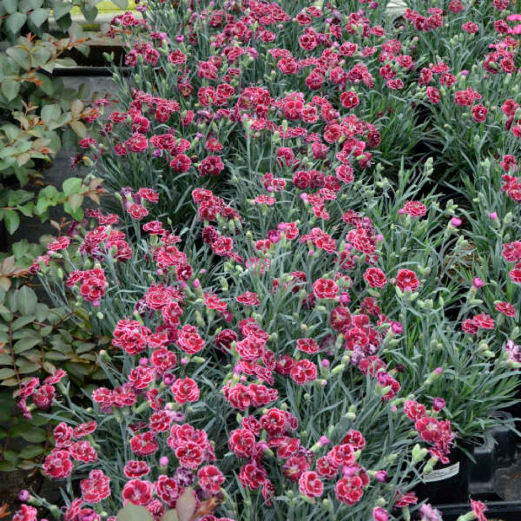 Dianthus Fruit Punch &