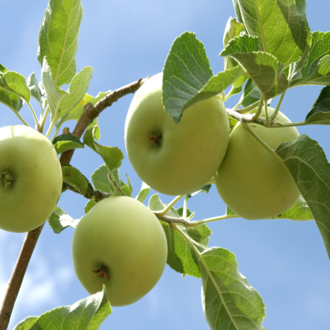 Green apples on a tree branch with a clear blue sky background