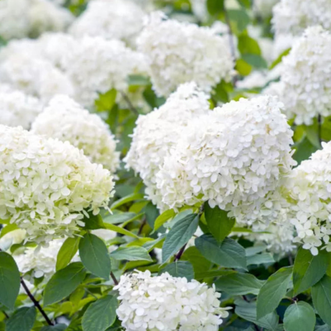 Pee Gee Hydrangea