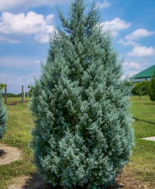 Carolina Sapphire Cypress Christmas Tree