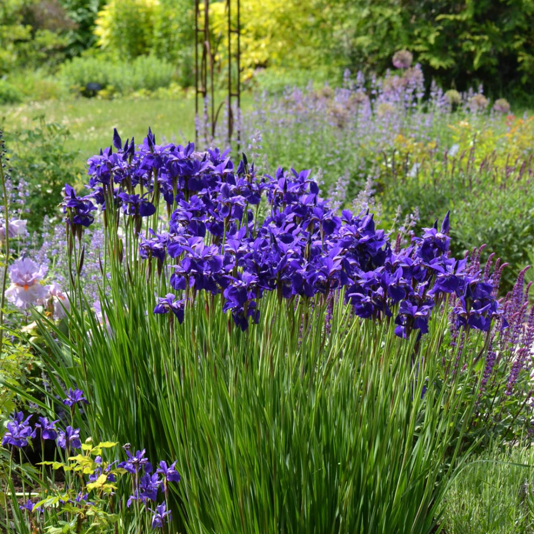 Purple-Blue Flower, Petals Edged with White