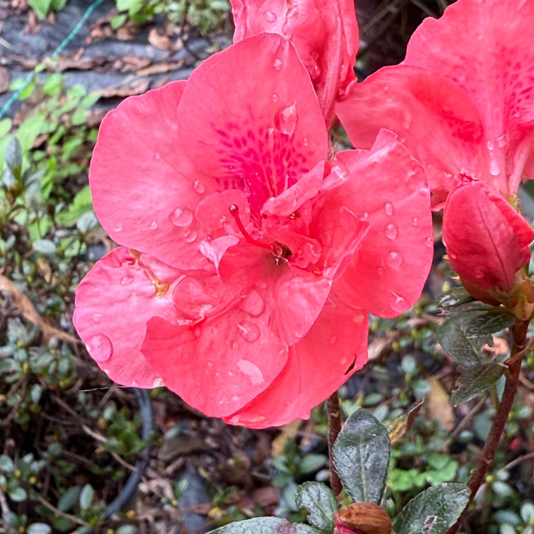 Echo Peachy Keen Azalea