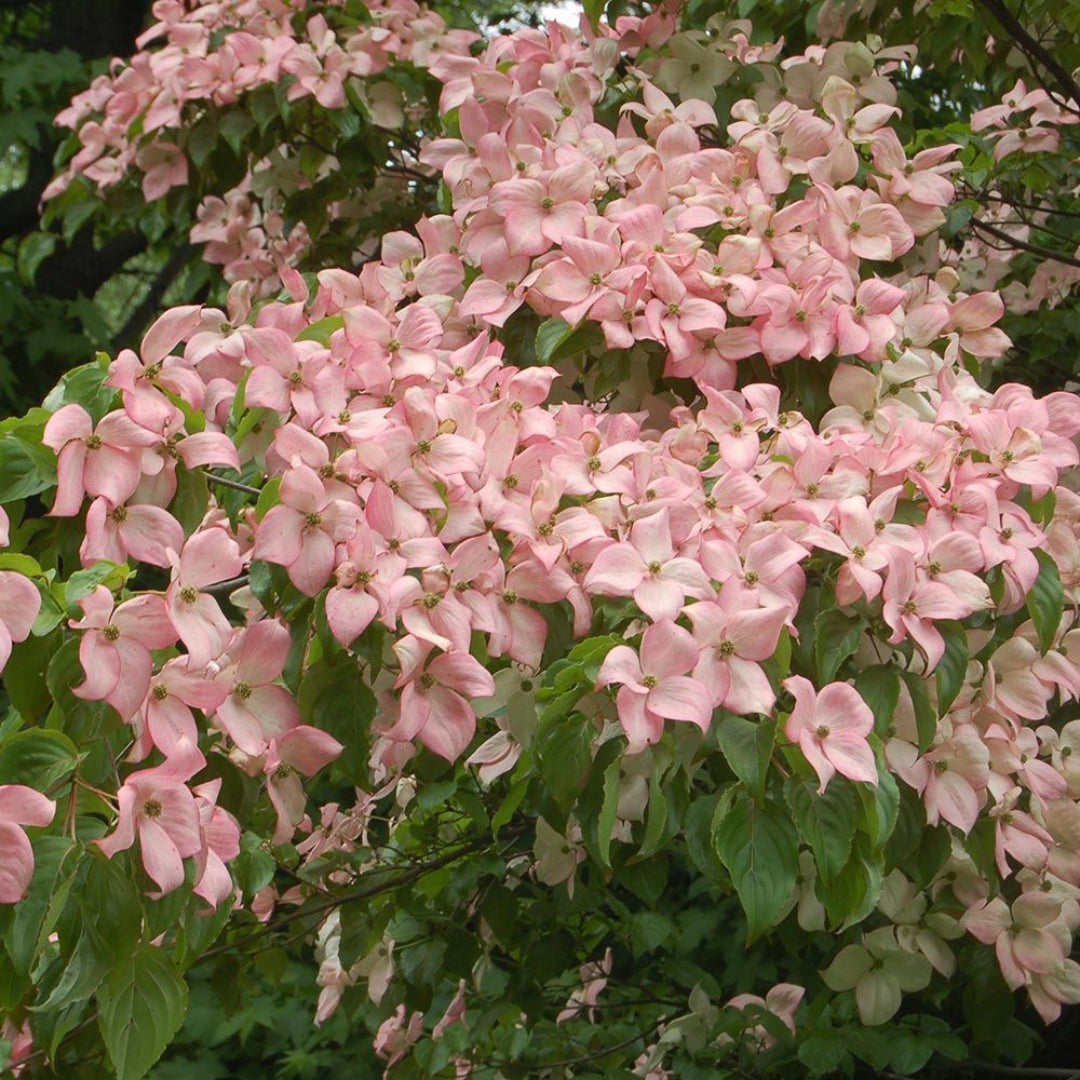 Pink Kousa Dogwood