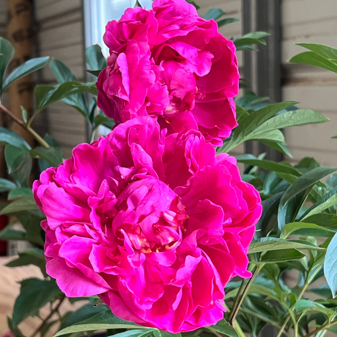Peony Kansas