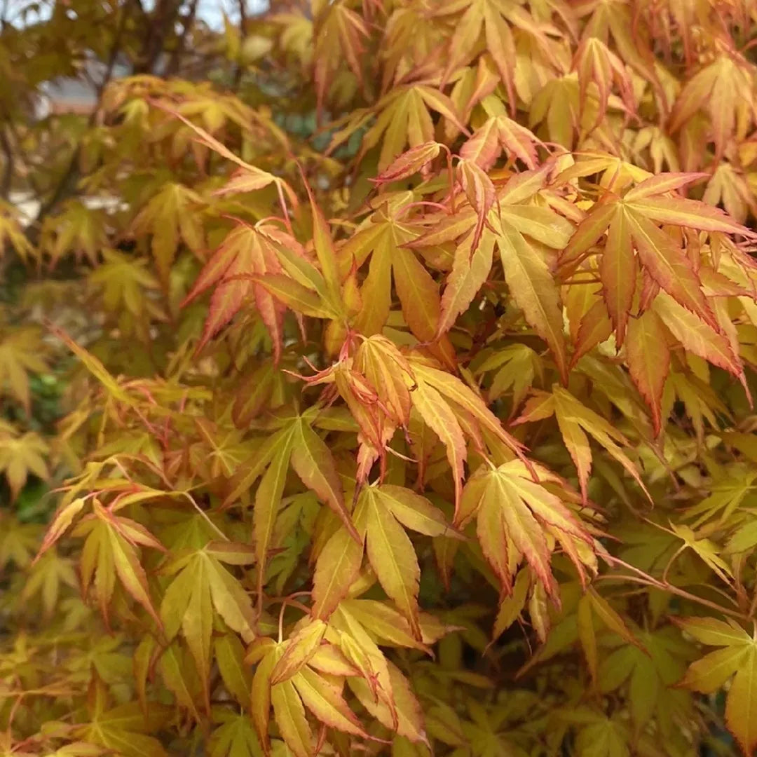 Orange Dream Japanese Maple