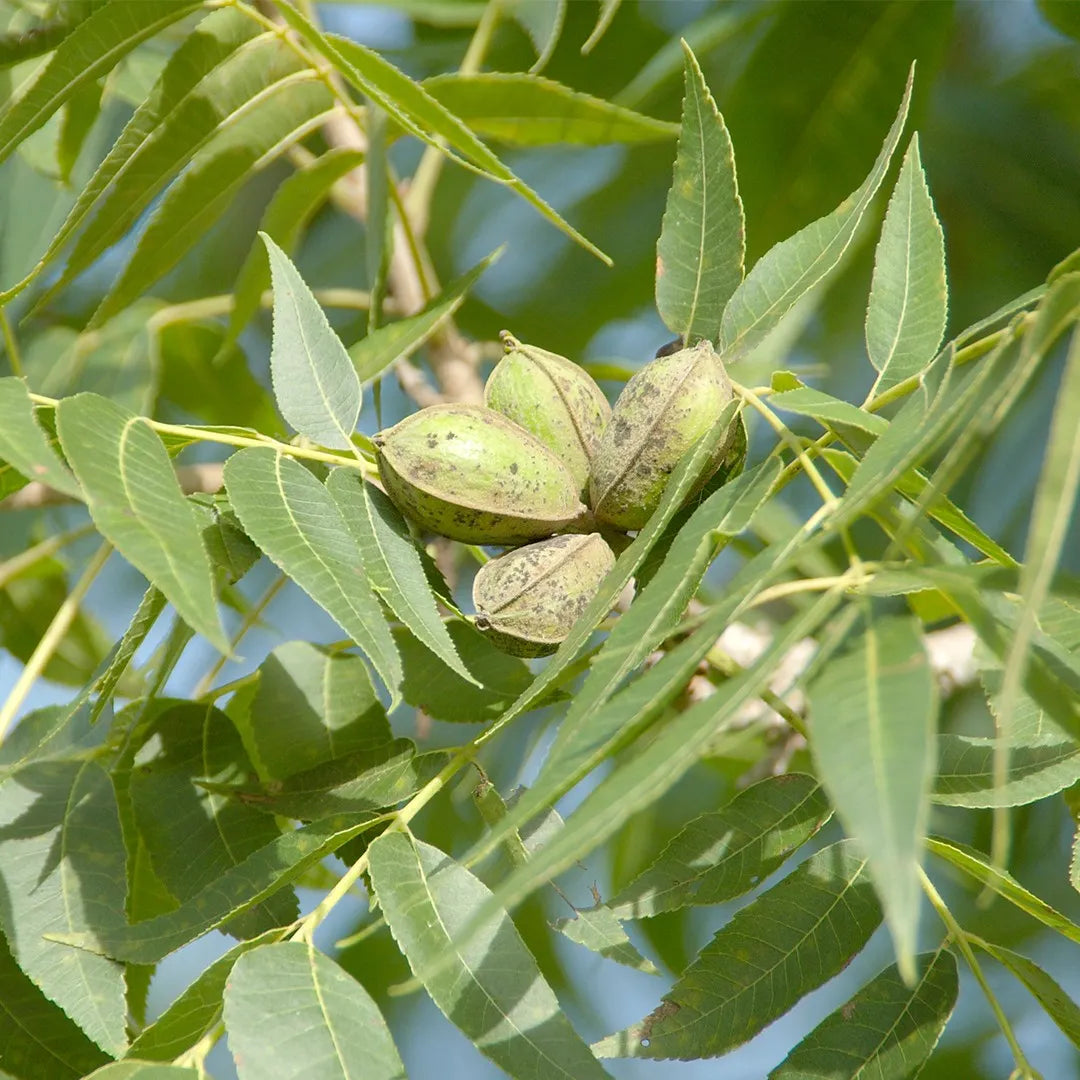 Moreland Pecan Tree