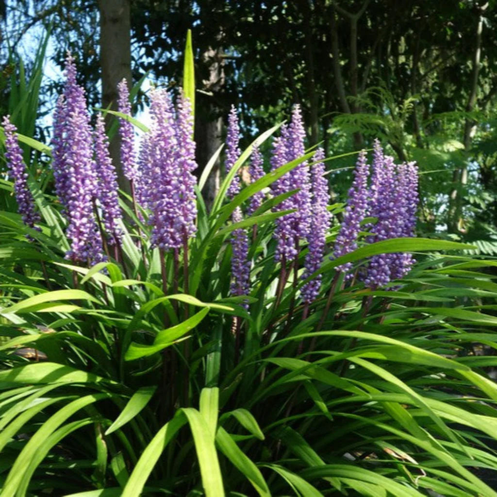 Liriope Muscari Big Blue plant with green foliage