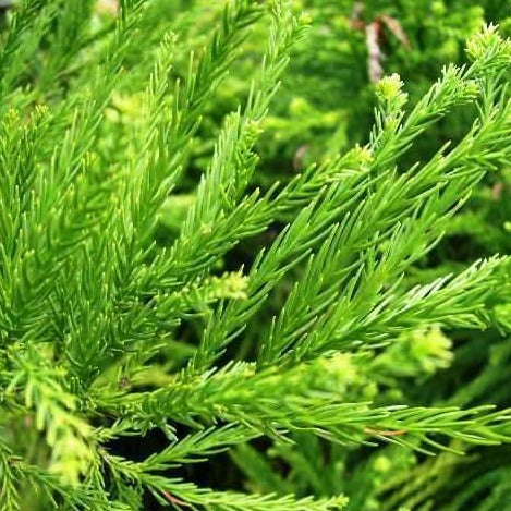 Cryptomeria Yoshino Tree Evergreen Foliage