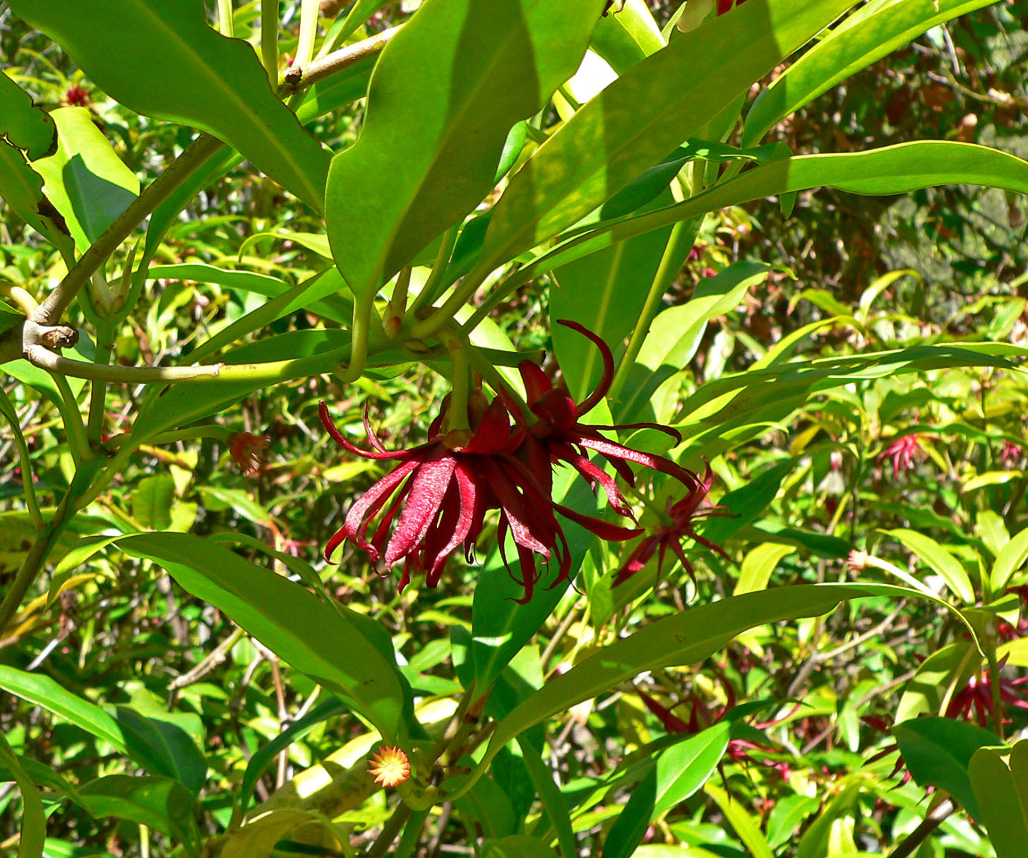 Florida Anise Tree Densely Leaved,