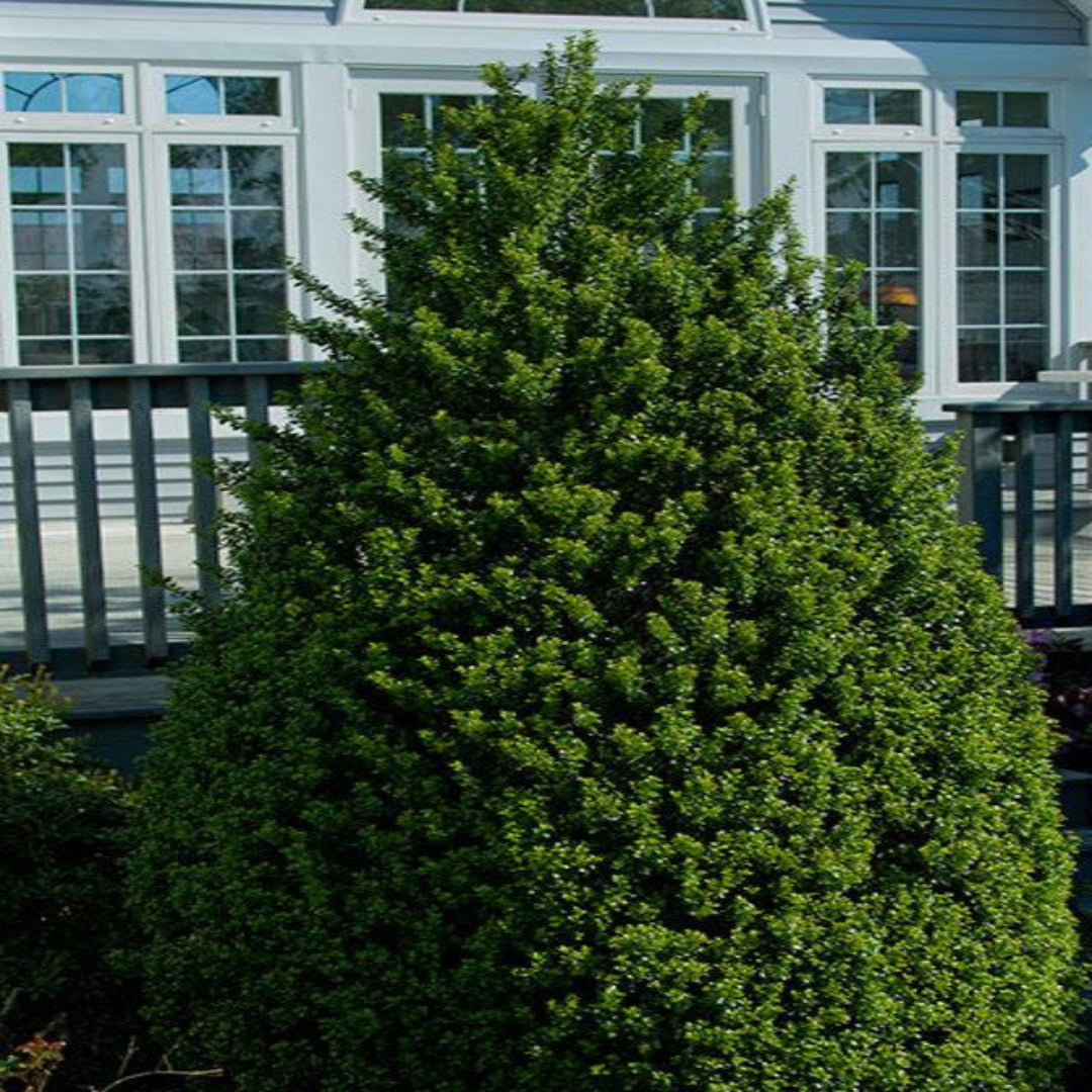 Steeds Japanese Holly